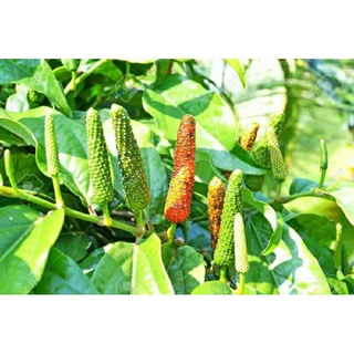 chậu tiêu lốp