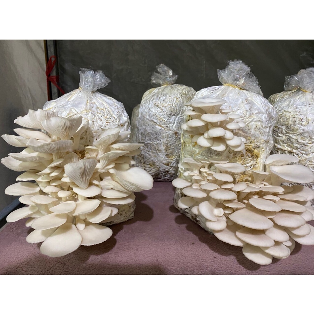 Combo 9 Phôi Nấm Sò Cao Sản Giá Tại Trại - Trồng đủ 3-4 người ăn thoải mái