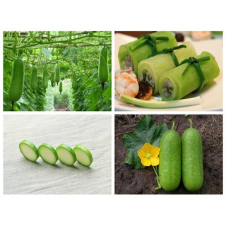 BỘ 03 GÓI HẠT GIỐNG BÍ CHANH