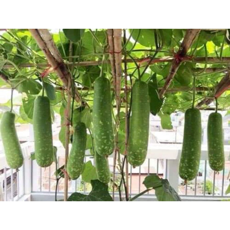 100 hạt giống bầu sao siêu quả Trang Nông, năng suất cao