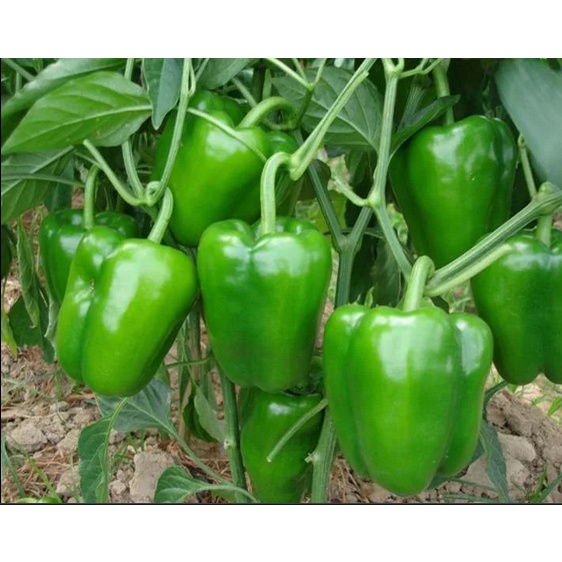 ALO SHOP SHIP KHÔNG BỊ GÃY-Cây giống ỚT CHUÔNG XANH 10-20cm tặngdịchtrùn. SHIP 30PHÚT KHOQ11,7,9,THỦĐỨC,PHÚNHUẬN