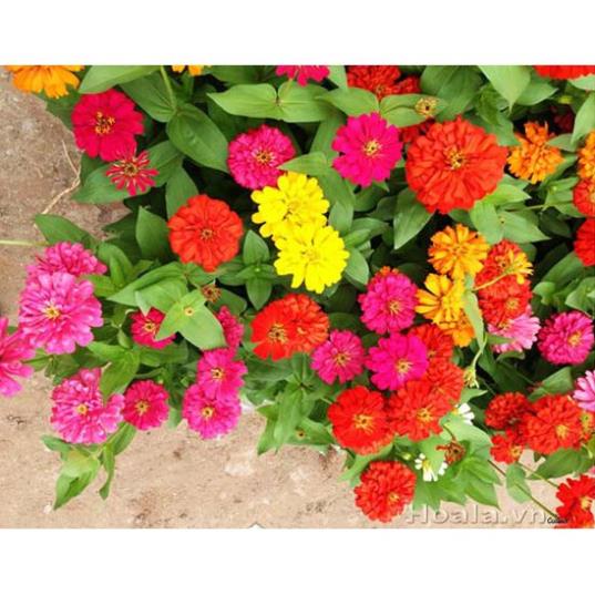 Hạt Giống Hoa Cúc Lá Nhám Mix Nhiều Màu  - MUA 3 TẶNG 1 CÙNG LOẠI