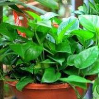 Phân Hữu Cơ Vi Sinh Trichoderma + TE Đầu Trâu