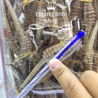 1 cặp cá ngựa đực cái size lớn