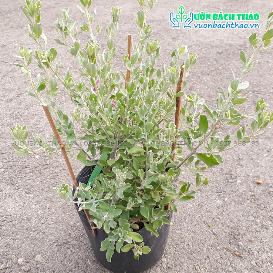 Cây tuyết sơn phi hồng