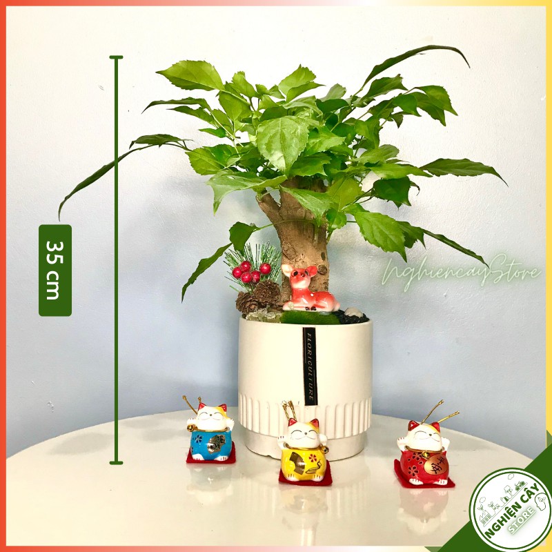 Cây hạnh phúc dáng thân cao, để bàn lọc không khí, làm quà tặng tinh tế