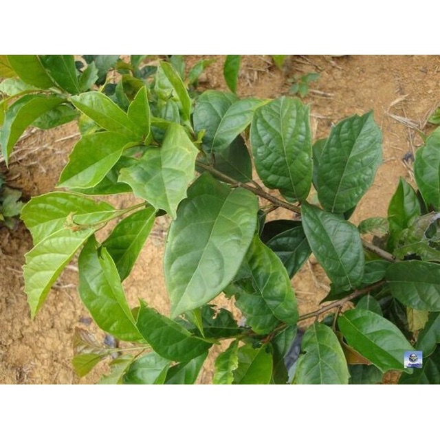 1 kg Xạ đen hoà bình nguyên lá