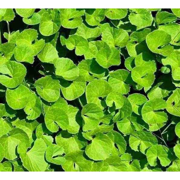 Hạt giống Rau má lá nhỏ, dễ trông dễ nảy mầm TOTT's fertilizer