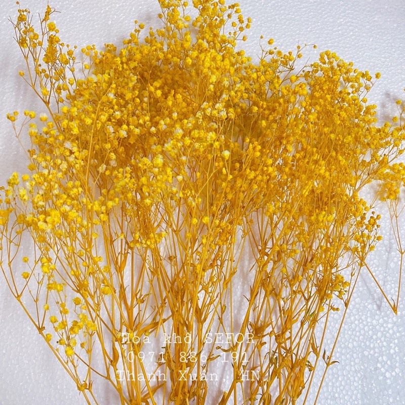 Hoa Baby Bloom vàng cực sang Gypsophila hoa khô trang trí phòng