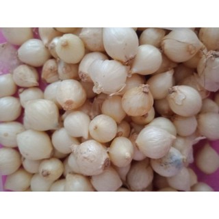 Hạt ném ( củ nén / hành tăm )