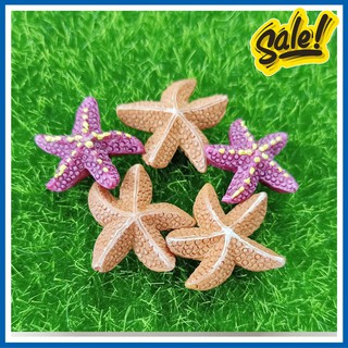 Sao biển  trang trí terrarium, chậu cây cảnh, cây bonsai, sen đá, xương rồng, cây cảnh mini, cây để bàn, bể cá