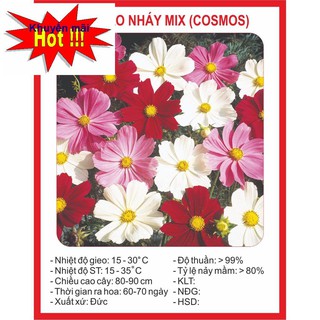Hạt giống Hoa Cúc Sao Nhái Đơn 100 Hạt HOA RAU TRỒNG KỊP TẾT