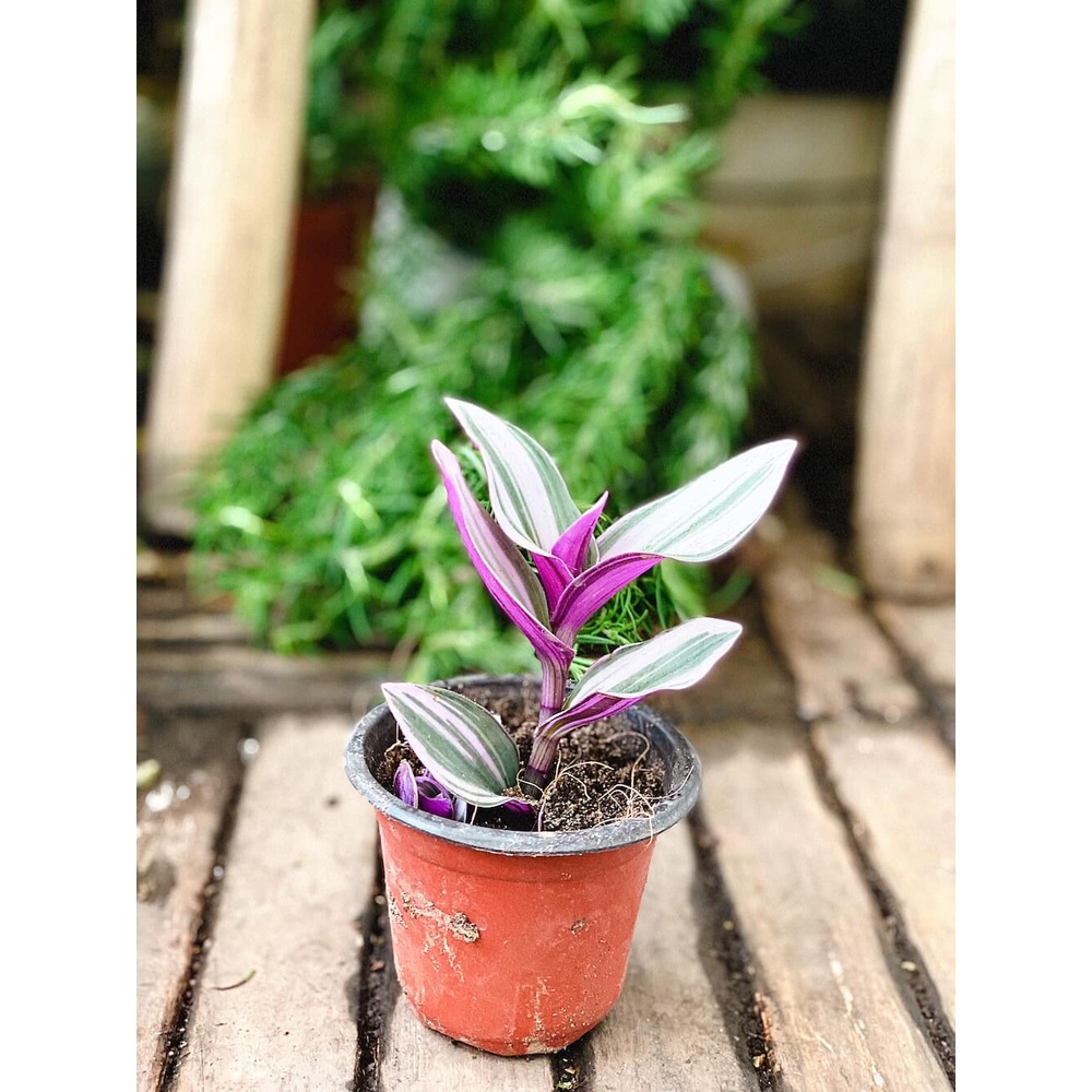 Cây giống Tradescantia albiflora Nanouk (Thài Lài Hồng Nanouk, Thài Lài Đột Biến) chậu nhựa