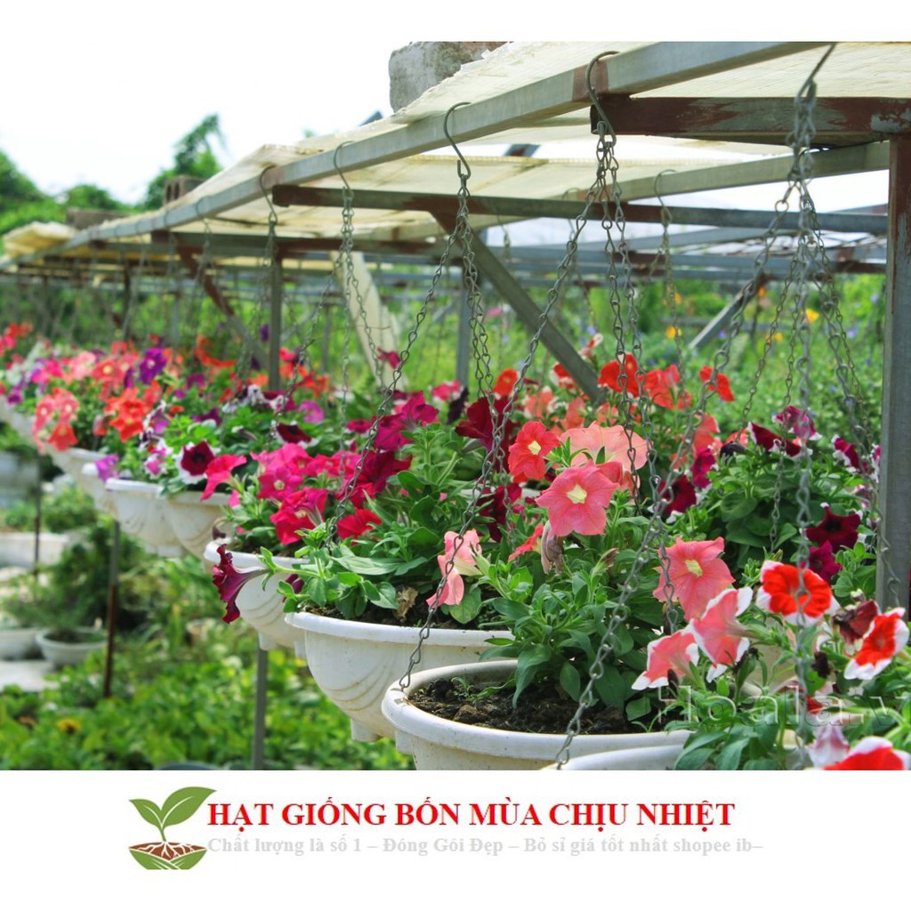 Hạt Giống Dạ yến thảo Mix 100 Hạt/ Gói ĐẾN MÙA TRỒNG TẾT luckyseed hạt siêu rẻ