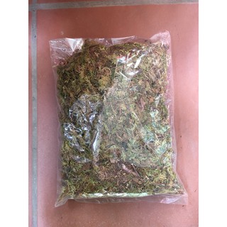 Rêu trồng lan, rêu rừng, dớn