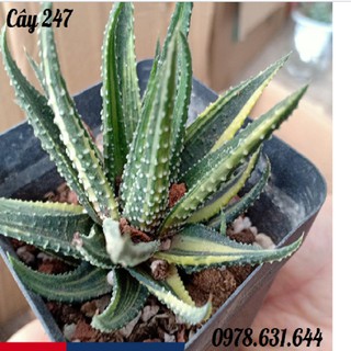 Cây móng rồng, sao biển ♥️ cây phong thủy ♥️ cây cảnh trong nhà