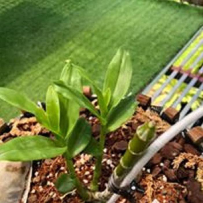 kie Hoa lan phi điệp - 5ct chơn thành( trồng ấm chậu cao 16 cm,bộ rễ khỏe) + Tặng 02 cây nhót ngọt