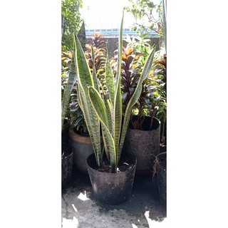 [Hỏa tốc 3H] Cây lưỡi hổ sọc vàng