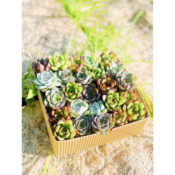 COMBO 5 SEN MINI ĐỦ LOẠI 🌵FREESHIP🔥ĐÃ THUẦN XỨ NÓNG  🌟 BAO HÀNG BAO TRỒNG 🌸