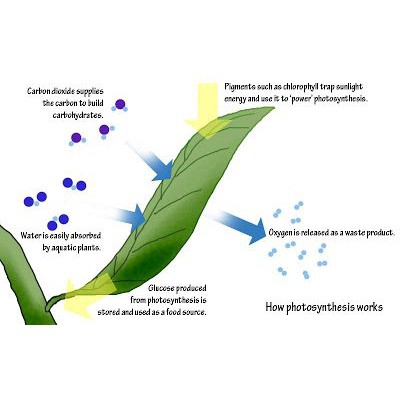 Seachem Flourish Excel - Phân Nước Bổ Sung CO2 Cao Cấp, Diệt Rêu Hại