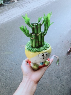 Chậu Trúc Phát Tài