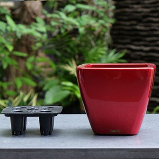 Chậu Cây Tự Dưỡng Catleza Vuông Bầu 20H18 (Không Ống)