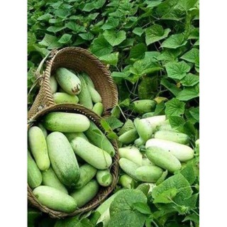 DƯA CHUỘT MÈO ( QUẢ TO ) 10 hạt luckyseed hạt siêu rẻ