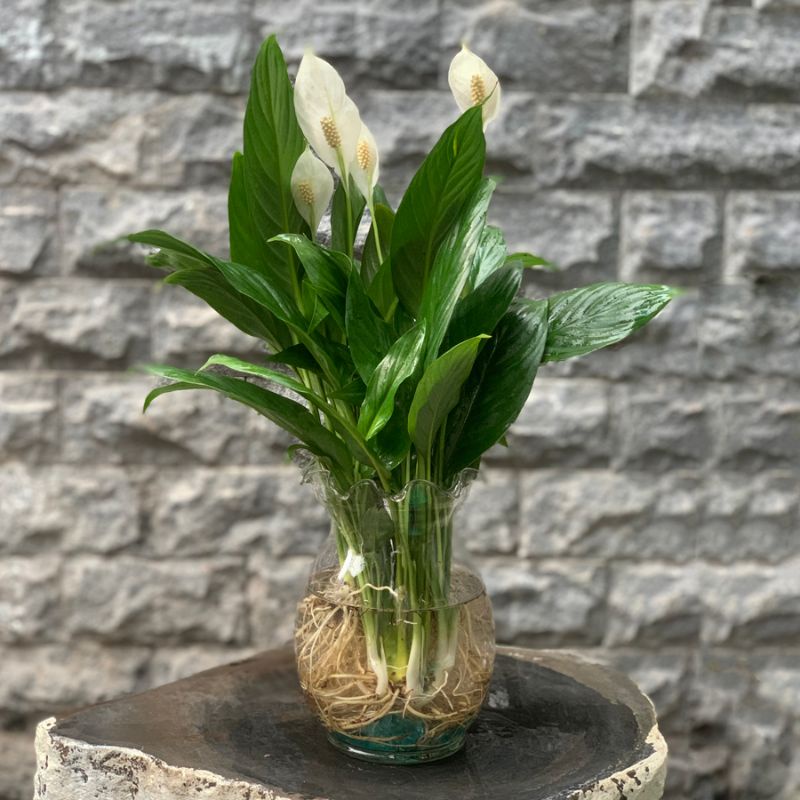 Cây ý lan thủy sinh BÌNH THỦY TINH