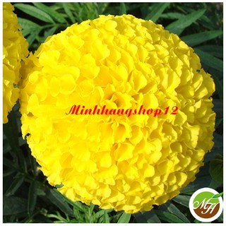  200 Hạt Giống Hoa Cúc Vạn Thọ Vàng Bông To  Bông Vạn Thọ  