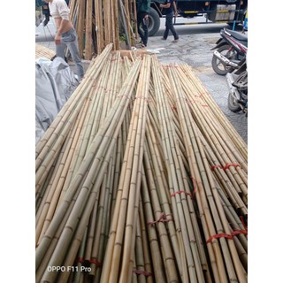 cây tre trang trí cây trúc trang trí 1.5 mét