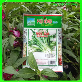 Hạt Giống Ngò Gai Phú Nông - Gói 5g - Eryngium