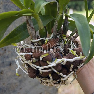 0,5 kg đất nung trồng cây