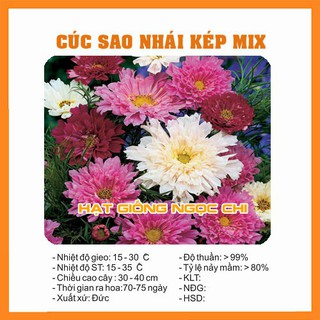 Hạt Giống Hoa Cúc Sao Nhái Kép Mix - 50 Hạt