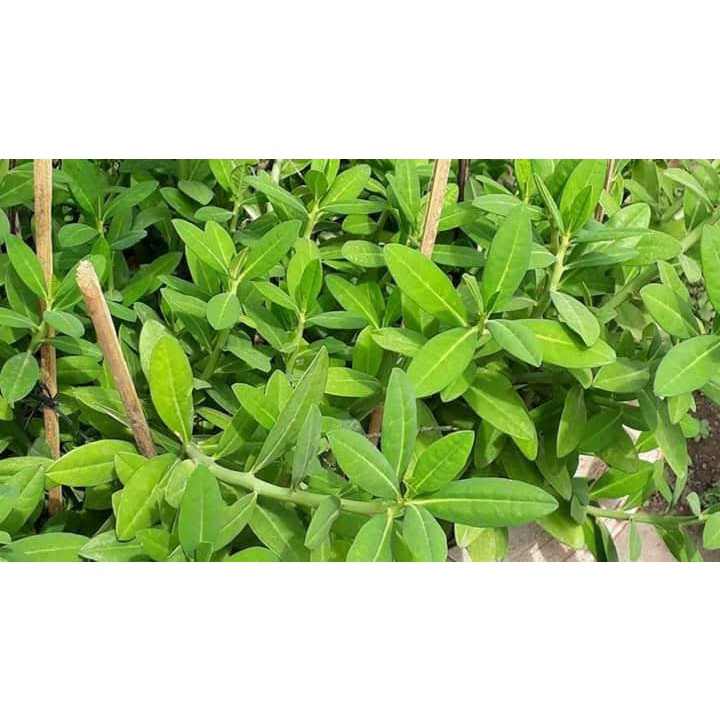 Chậu cây thạch anh 3 cây, hỗ trợ điềutrị ung thư lưỡi, vòm họng, sâu răng