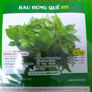Hạt giống rau húng quế