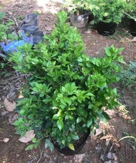 Cây Nguyệt quế