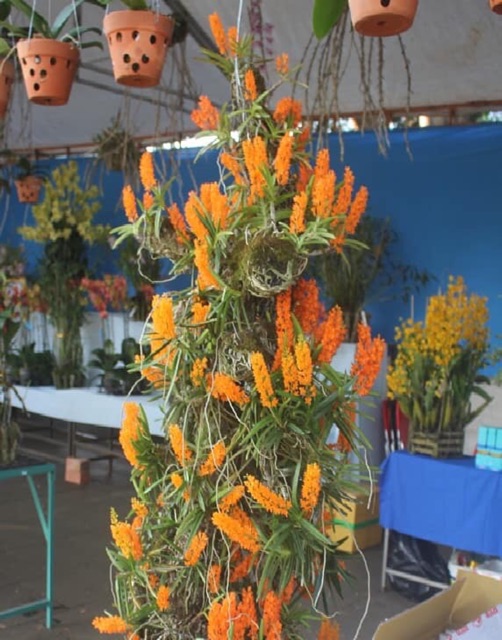 Lan hoả hoàng cam cây to