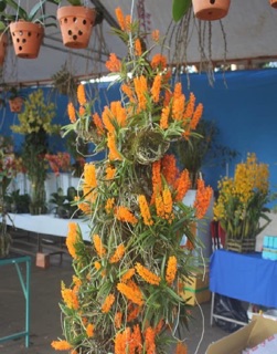 lan hoả hoàng cam cây to