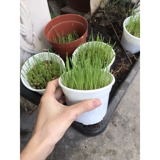 Cỏ mèo tươi trồng sẵn