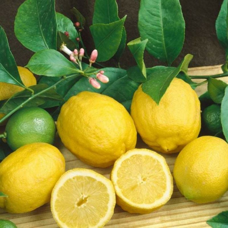 Chanh Mỹ vàng...hàng đang trái...