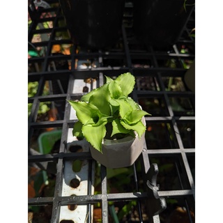Dứa màu xanh, cryptanthu Brivitatus Green Star, Dứa phụng, bán cạn, cây mini, tiểu cảnh, Cryptanthus Brivitthus Acaulis