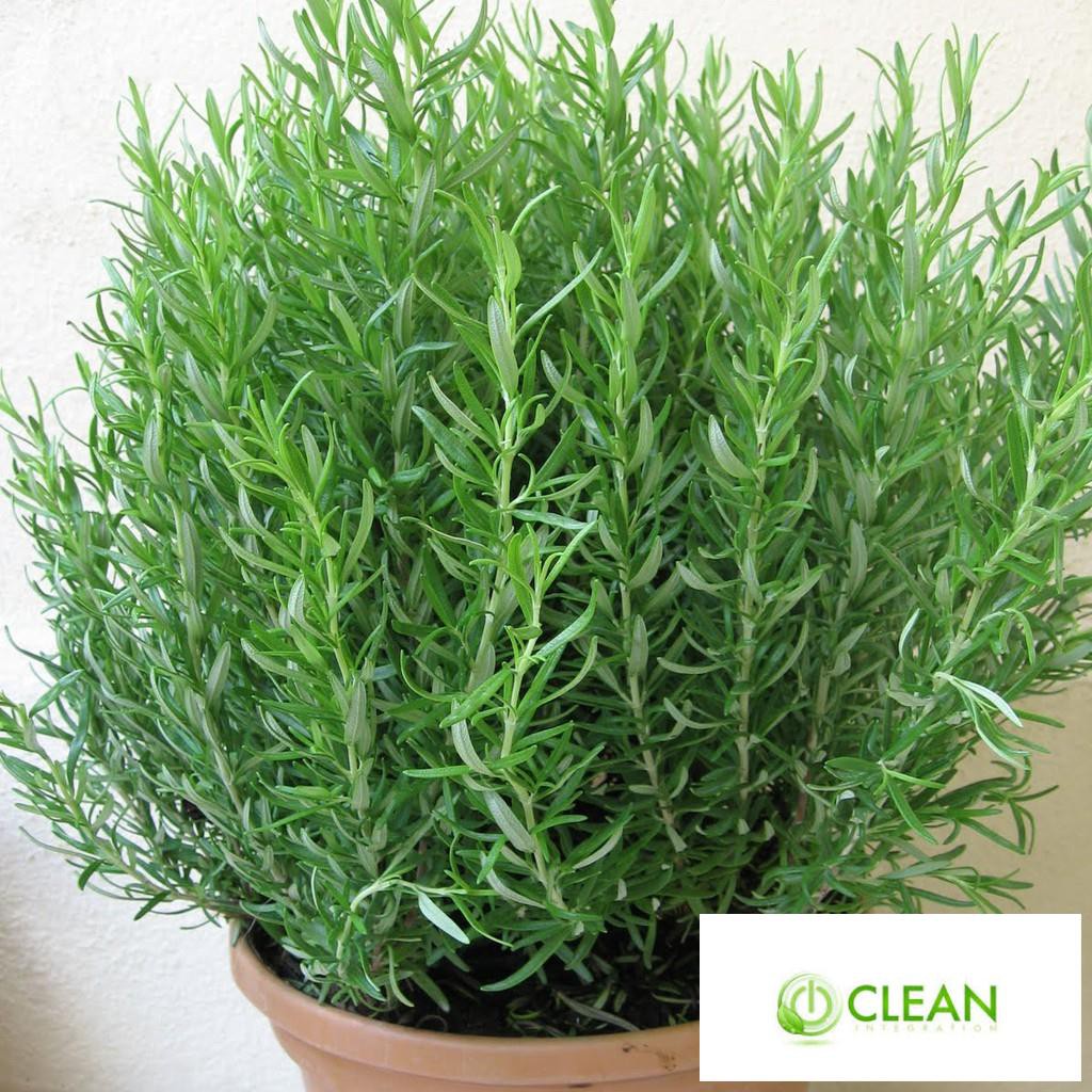 Hạt giống Hương thảo