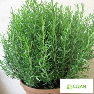 Hạt giống Hương thảo (50 hạt)