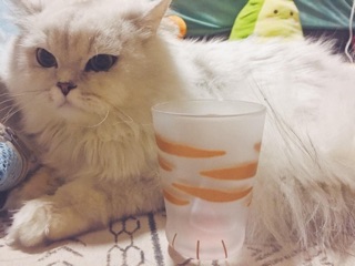 Ly thủy tinh hình chân mèo