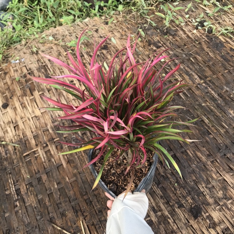 Cây ánh dương trồng công trình cao 20-25cm như ảnh