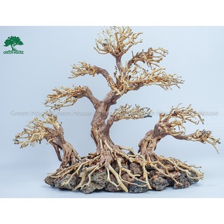 Lũa Bonsai, Lũa thủy sinh dùng trang trí hồ cá cảnh, hồ thủy sinh, văn phòng, nhà cửa