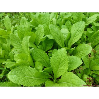 Kho buôn Hạt giống Rau Cải Bẹ Xanh Mỡ-20gr