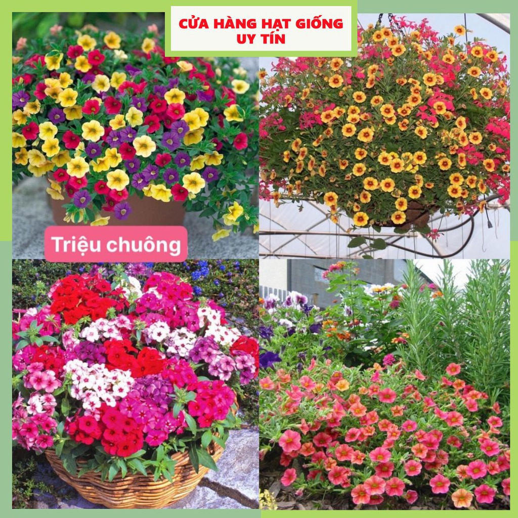 Hạt Giống Hoa Triệu Chuông F1 Siêu Dễ Trồng [ Gói 50gram, 100gram, 200gram ]
