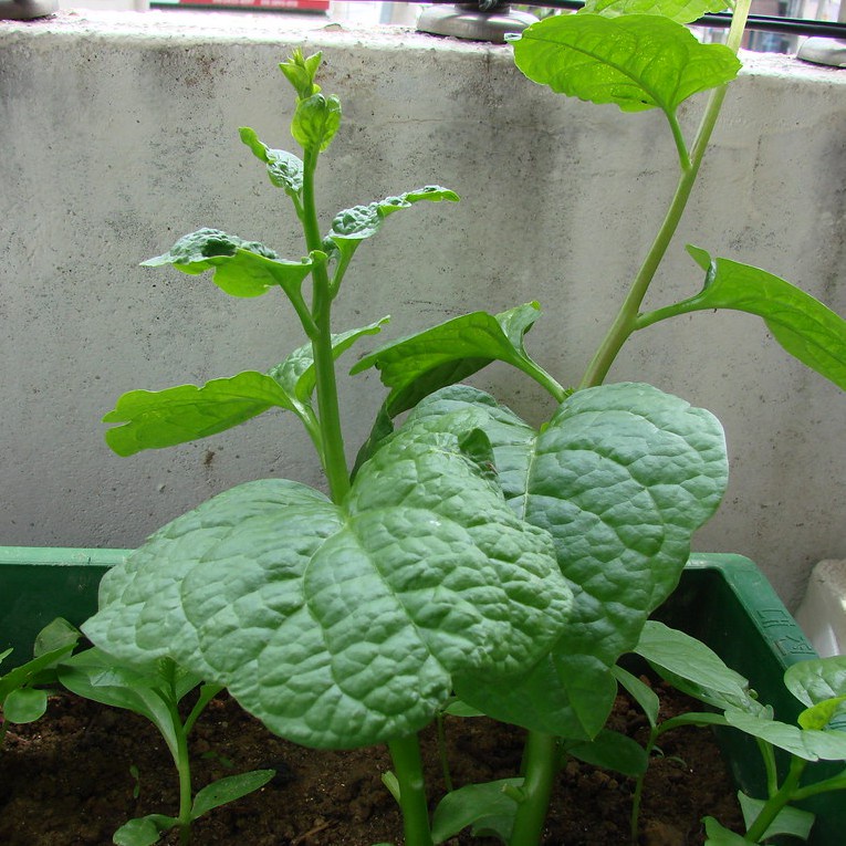 Hạt Giống Rau Mồng Tơi F1 Loại Siêu Dễ Trồng kháng sâu bệnh năng xuất cao [ gói 200 gram, 500 gram, 1kg]