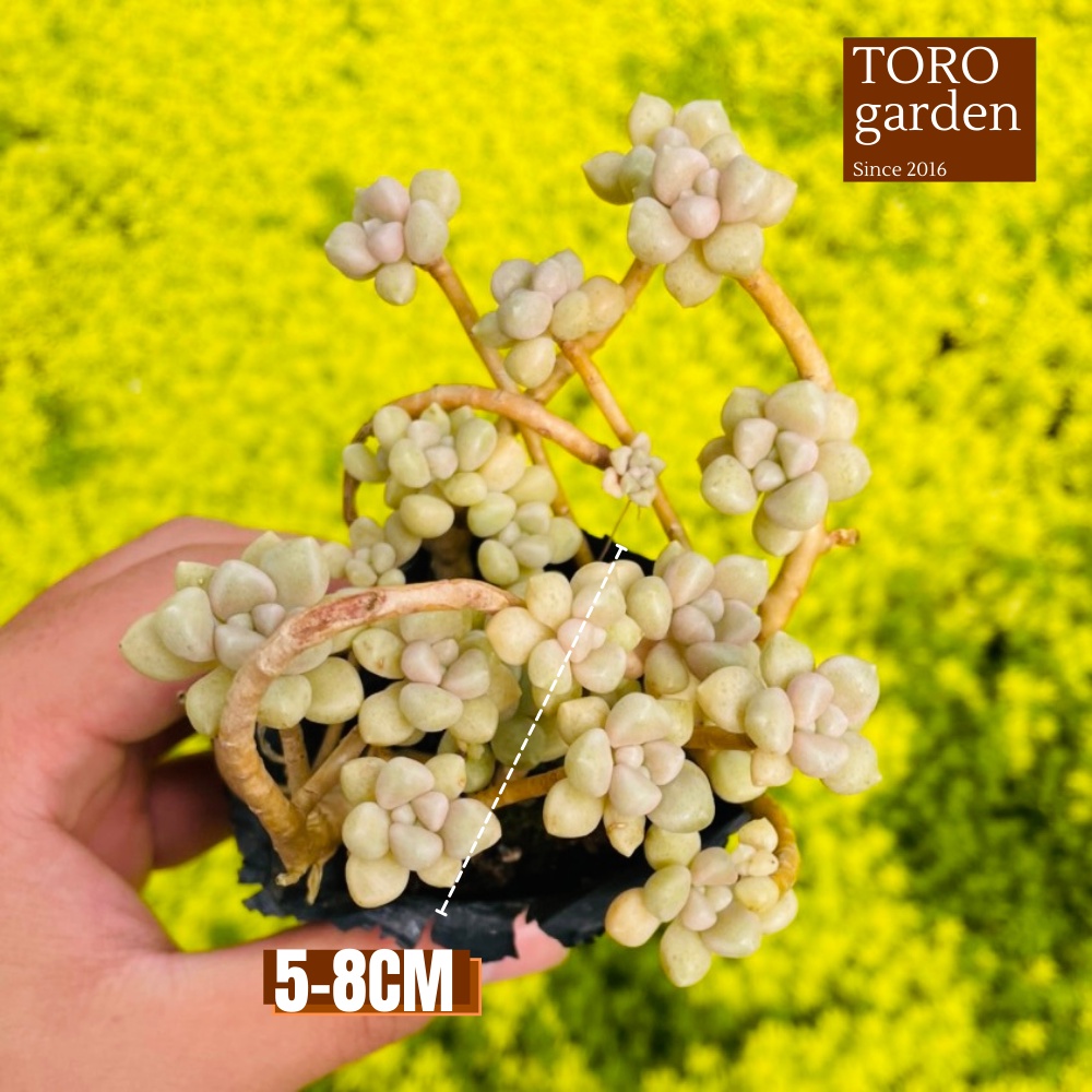 Sen đá kim tuyến cổ thụ Đà Lạt size bé cây cảnh trang trí nhà cửa Toro garden